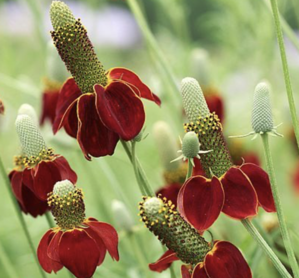 Ratibida-columnifera Red seeds